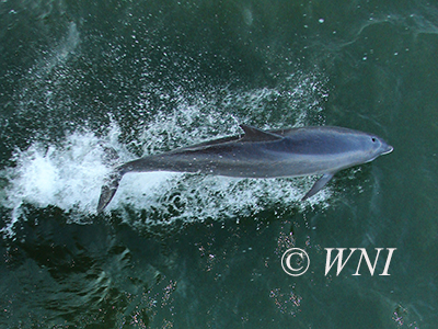 Common Bottlenose Dolphin (Tursiops truncatus)